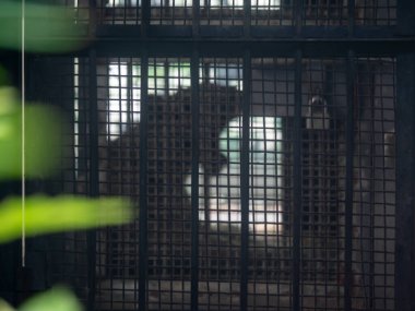 Çin 'deki Chongqing hayvanat bahçesindeki tel ve parmaklıkların arkasında esneyen kaplan profili.