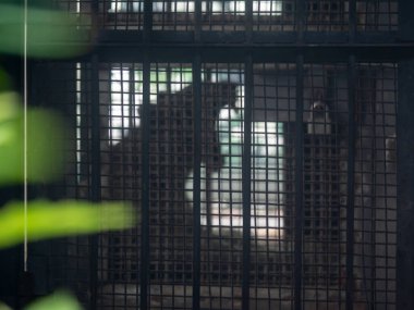 Çin 'deki Chongqing hayvanat bahçesindeki tel ve parmaklıkların arkasında esneyen kaplan profili.