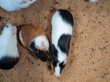 Farklı yönlere yürüyen renkli hamsterların üst görüntüsü