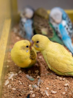 Sevgi gösteren iki renkli papağan, birbirlerine bağlanıyorlar.