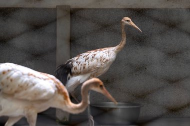 Two juvenile  Red-crowned Crane (Grus japonensis). immature bird.5, commusing food in a zoo clipart