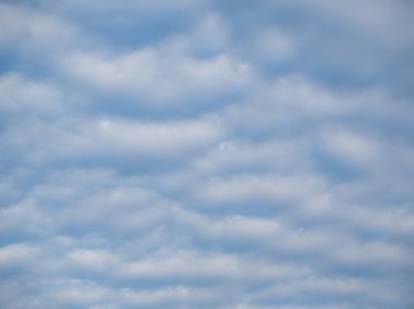 Sıra dışı beyaz Altocumulus undulatus bulutlarıyla güzel mavi gökyüzü, olağanüstü bulut oluşumu. Beyaz sirrokülüs bulutları, altokümülüs bulutlu gökyüzü, stratocumulus bulut dokusu, mavi gökyüzü arkaplanı