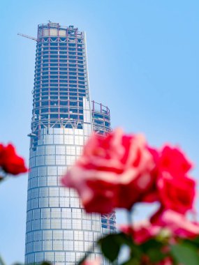 Chongqing, Çin, Nisan 2024 İnşaat alanında gökdelen önünde çiçek açan güller