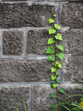 Gri taş duvar arka planında bir tırmanma tesisinin dalları.