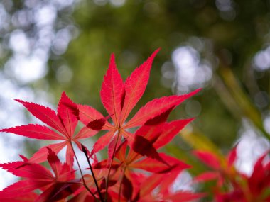 Kırmızı acer palmatum (palmiye ağacı, Japon akçaağacı) yaprakları yeşil ağaçların arka planında