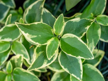 Çeşitli Çin Menekşeleri Yaprakları