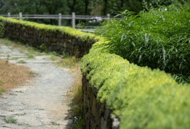 Sarmal patika ve alçak kaya duvar, güneş ışığında süslü yeşillikler.