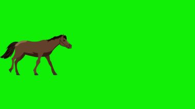 2D animasyon atlar kare kare 4k yeşil ekran