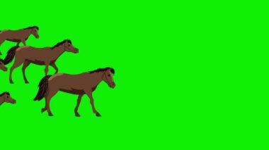 2d animasyon at sürüsü kare kare 4k yeşil ekran