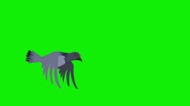 2d karikatür güvercin kuşu çerçeve üzerinden uçan kare animasyon 4k ekran yeşil 4k