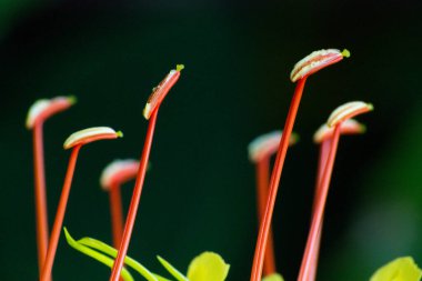 Güzel botanik çekimleri, doğal duvar kağıtları, Azorean kır çiçeklerinden açık siyah arka planda yaratılmış soyut görüntüler.