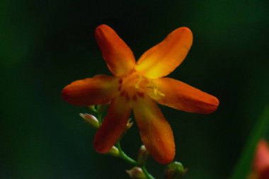 Güzel botanik çekimleri, doğal duvar kâğıtları, açarların siyah arka planında bir portakal çiçeğinin makro fotoğrafları.