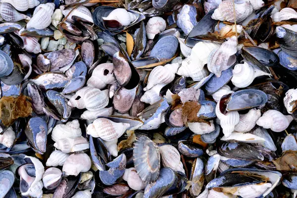 Güzel doğa fotoğrafı, doğal duvar kağıdı Ushuaia, Tierra del Fuego sahilindeki deniz kabuklarının ayrıntıları.