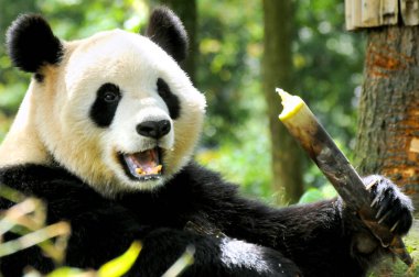 Wolong Ulusal Doğa Koruma Alanında çekilen dev panda açgözlülükle bambu yiyor.