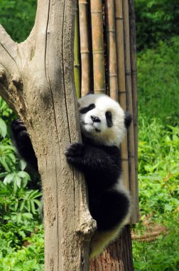 Dev panda yavrusu Wolong Ulusal Doğa Koruma Alanı 'nda oynadıktan sonra ağaca tırmanırken fotoğraflandı.