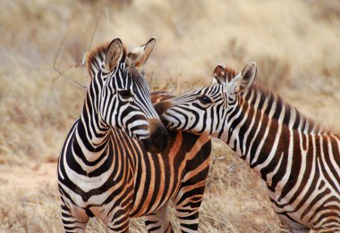 Zebras play in Tsavo East Wildlife Reserve in Kenya and look like they are kissing