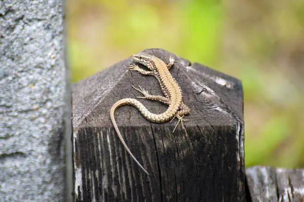 stock image Lizard standing at attention on outdoor fence near a meadow