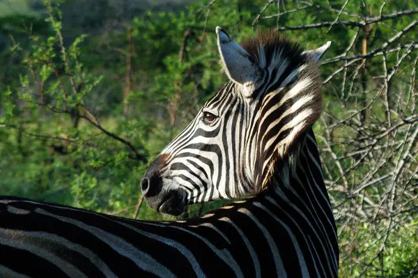 stock image Close-up of a zebra in the nature reserve in the Kruger National Park in South Africa