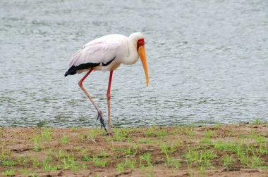Büyük turuncu gagalı beyaz kuş Kenya 'da bir nehir kıyısında yürürken bir safaride fotoğraflandı.
