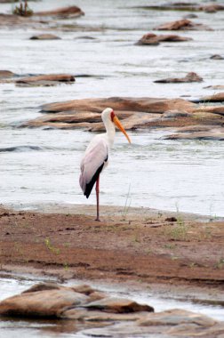 Kenya 'da bir safaride büyük turuncu gagalı beyaz kuş bir nehir kıyısında bekliyor.