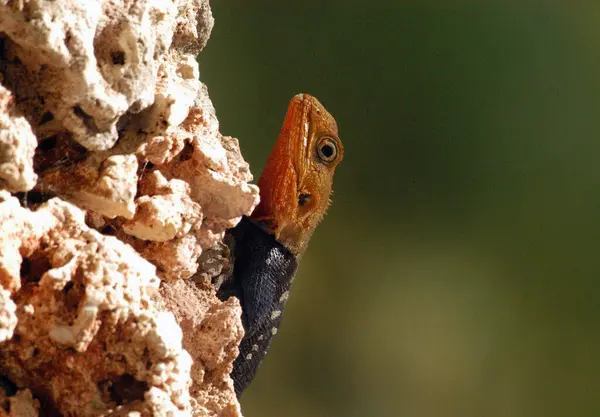 stock image Blue lizard with orange head peeks out behind a white stone wall