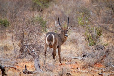 Antelope rest and eat in the African bush clipart