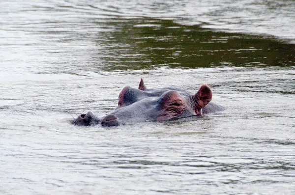 stock image Hippopotamus head sticking out of the water in a river in Tsavo East, Kenya