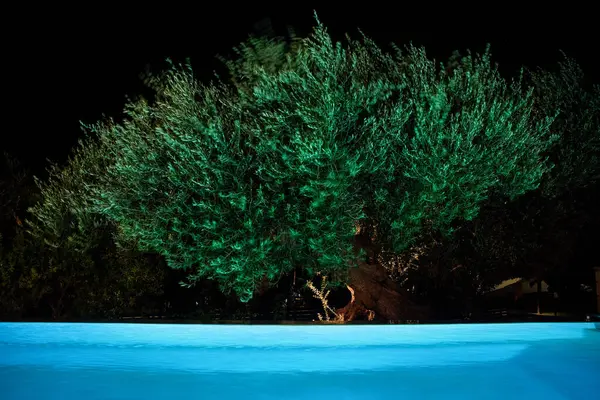 stock image Olive tree moved by the wind illuminated at night by the lights of a swimming pool