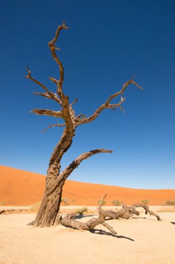 Antik kuru ağaçlar beyaz kil toprağın üzerinde durarak Namibya 'daki Deadvlei Ulusal Parkı' nda çarpıcı bir görsel karşıtlık yaratırlar.