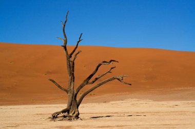 Antik kuru ağaçlar beyaz kil toprağın üzerinde durarak Namibya 'daki Deadvlei Ulusal Parkı' nda çarpıcı bir görsel karşıtlık yaratırlar.