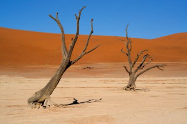 Antik kuru ağaçlar beyaz kil toprağın üzerinde durarak Namibya 'daki Deadvlei Ulusal Parkı' nda çarpıcı bir görsel karşıtlık yaratırlar.