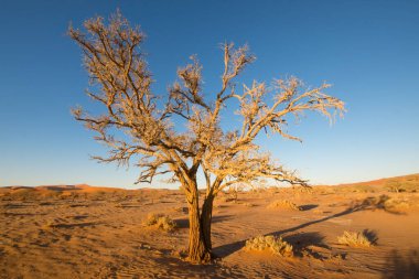 Antik kuru ağaçlar beyaz kil toprağın üzerinde durarak Namibya 'daki Deadvlei Ulusal Parkı' nda çarpıcı bir görsel karşıtlık yaratırlar.
