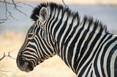 Namibya ve Güney Afrika sınırındaki Kalahari doğa koruma alanına yakın bir zebra.