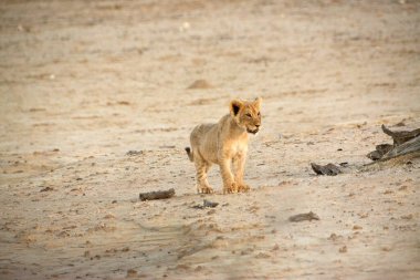 Bir aslan yavrusu gün batımında Kalahari 'nin beyaz kumlarında Namibya ve Güney Afrika arasındaki sınırda yürüyor.
