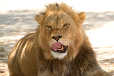 Aslan, Kalahari 'nin beyaz kumu üzerinde dinlenirken, aşırı beyaz bir arka plan üzerinde bıyıklarını yalıyor.