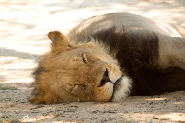 Aslan, Kalahari 'nin beyaz kumunun üzerinde uzanır.