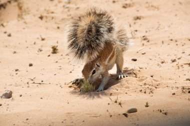 Namibya 'daki Kalahari' nin beyaz kumunun üzerinde iki ayak üzerinde duran tüylü kuyruklu şirin küçük sincap.