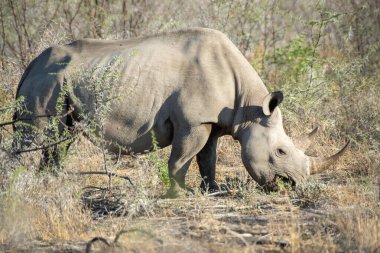 Büyük gergedanlar Namibya 'nın Afrika çalılarında dikenli otlar yerler.