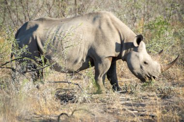 Büyük gergedanlar Namibya 'nın Afrika çalılarında dikenli otlar yerler.