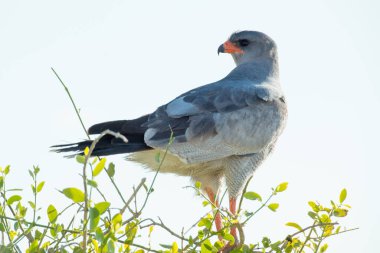 The wild grey falcon with orange legs and beak waits with a proud and majestic attitude on the top of a tree for the right moment to take flight. clipart