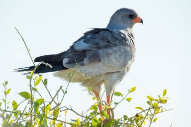 Turuncu bacaklı ve gagalı vahşi gri şahin uçmak için doğru anı bir ağacın tepesinde gururlu ve görkemli bir tavırla bekliyor..