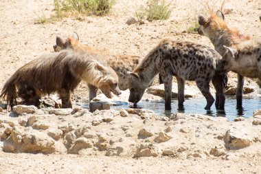 A thirsty brown hyena in a waterhole in the African bush of Namibia feels watched and threatened by a group of spotted hyenas ready to attack clipart