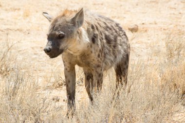 Susamış benekli bir sırtlan Namibya 'nın Afrika ormanlarında su aramak için yürür.
