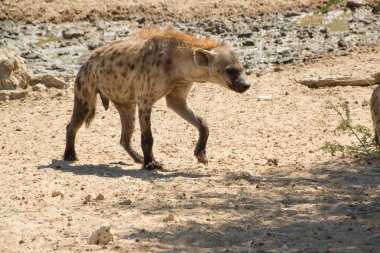 A thirsty spotted hyena walks through the African bush of Namibia in search of water clipart