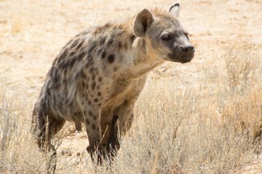 Benekli bir sırtlan Namibya 'nın Afrika çalılıklarına işemek için bekliyor.