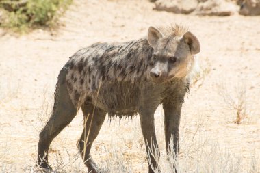 Benekli bir sırtlan, bir su birikintisinde serinledikten sonra Afrika 'nın Namibya çalılıklarında dinlenir.