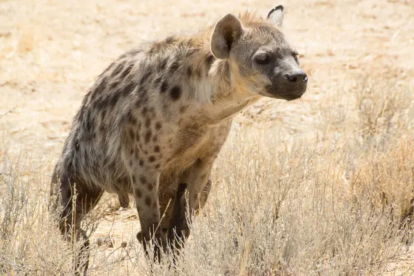 Benekli bir sırtlan Namibya 'nın Afrika çalılıklarına işemek için bekliyor.