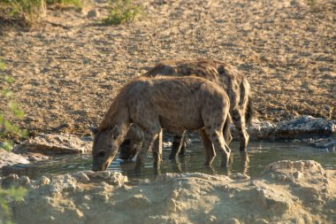 Bir çift susamış benekli sırtlan Namibya 'nın Afrika çalılıklarında bir su birikintisinde içiyor.
