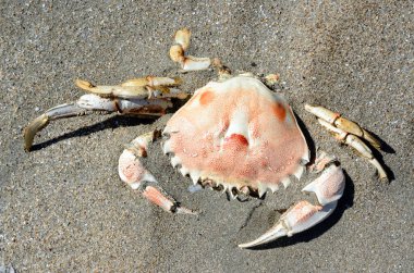 Yengeç iskeleti yarı yarıya kumsalda gömülü, Olağandışı sahillerde, Tierra del Fuego.