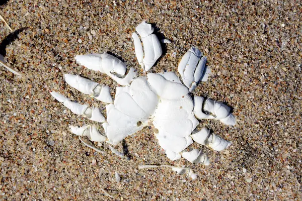 Yengeç iskeleti yarı yarıya kumsalda gömülü, Olağandışı sahillerde, Tierra del Fuego.